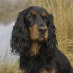 Portrait d’Oscar, cocker anglais noir et feu, marques feu au-dessus des yeux