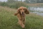 Willow au trot dans la prairie, oreilles au vent